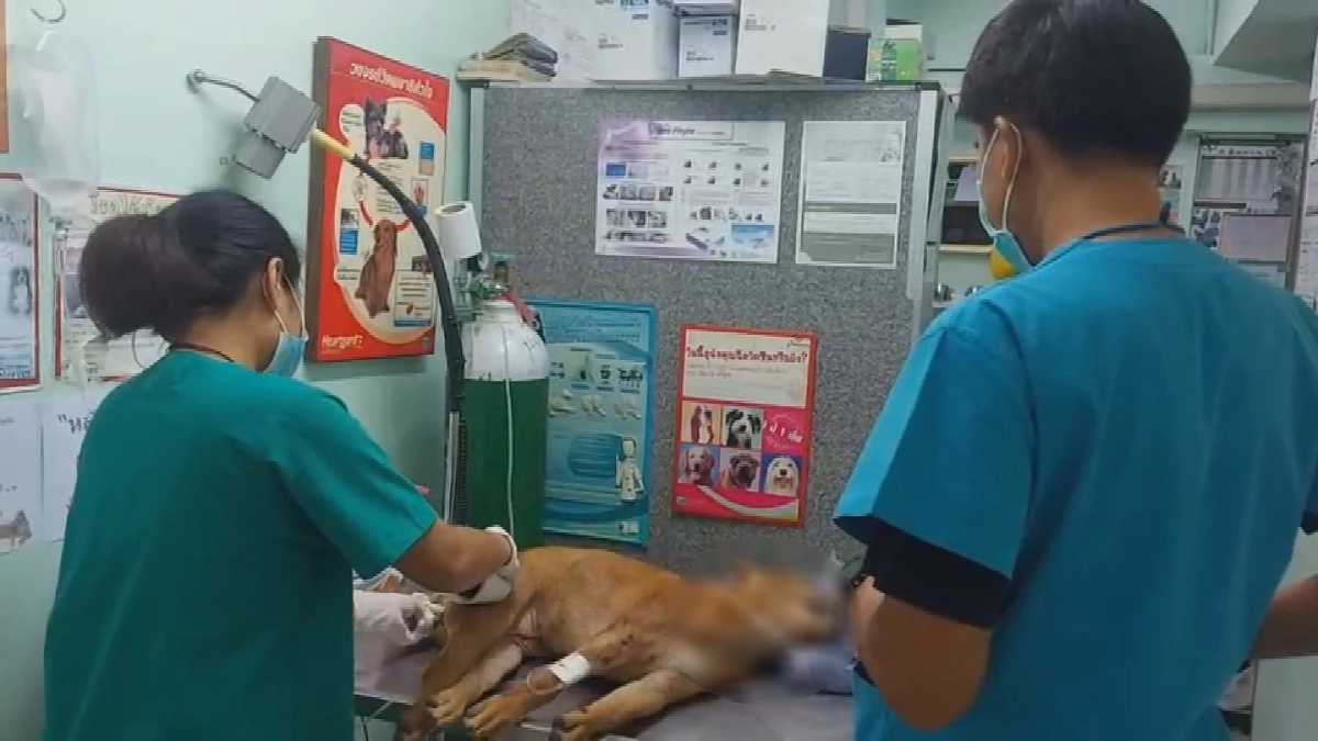 ส่งกำลังใจให้ เจ้าบุญรอด สุนัขที่ ตร.สุโขทัย ช่วยทำ "CPR" หลังถูกรถชน