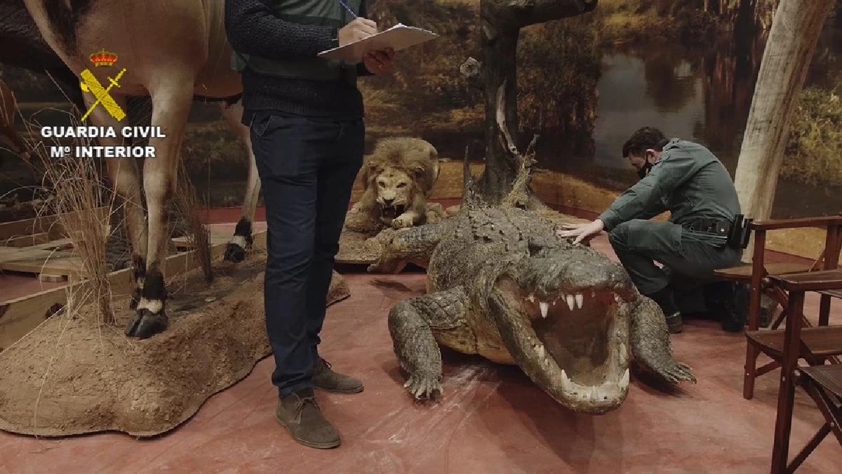 สเปนผงะ ยึดสัตว์ใกล้สูญพันธุ์สตัฟฟ์ครั้งใหญ่สุด จากคอลเลคชันเอกชน (คลิป)