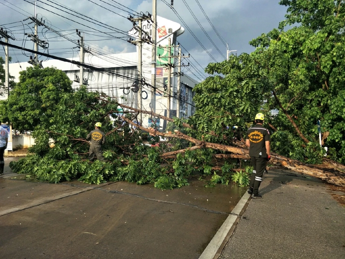 พายุฝน "ลำปาง" ต้นไม้ใหญ่ล้มขวางถนน จนท.เข้าเคลียร์พื้นที่ เปิดเส้นทางแล้ว