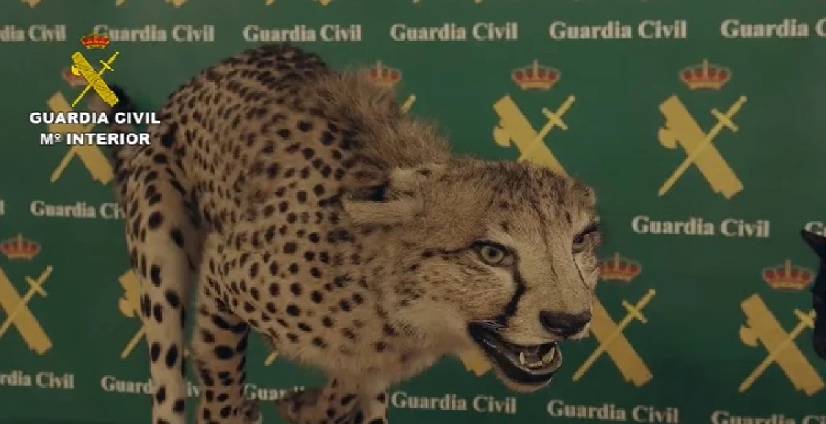 สเปนผงะ ยึดสัตว์ใกล้สูญพันธุ์สตัฟฟ์ครั้งใหญ่สุด จากคอลเลคชันเอกชน (คลิป)