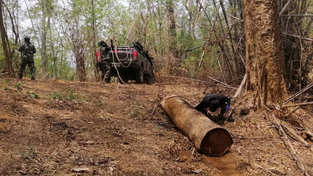 ซุ่มจับ "แก๊งมอดไม้" แต่ไร้วี่แวว หลังพบลอบตัดไม้ เขตหวงห้ามป่าอนุรักษ์ฯ