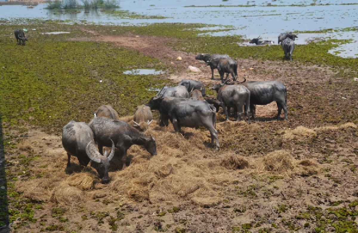 "ปศุสัตว์" เร่งช่วยเกษตรกร หลังฝูง "ควายน้ำ " ล้มตายเกือบ 200 ตัว เหตุขาดอาหาร