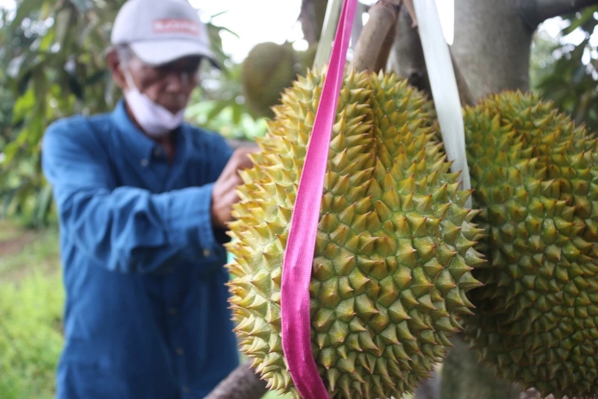 ผลผลิตปีแรก กระเทยเนื้อเหลือง "ทุเรียนโบราณ" สวนลุงสมพร