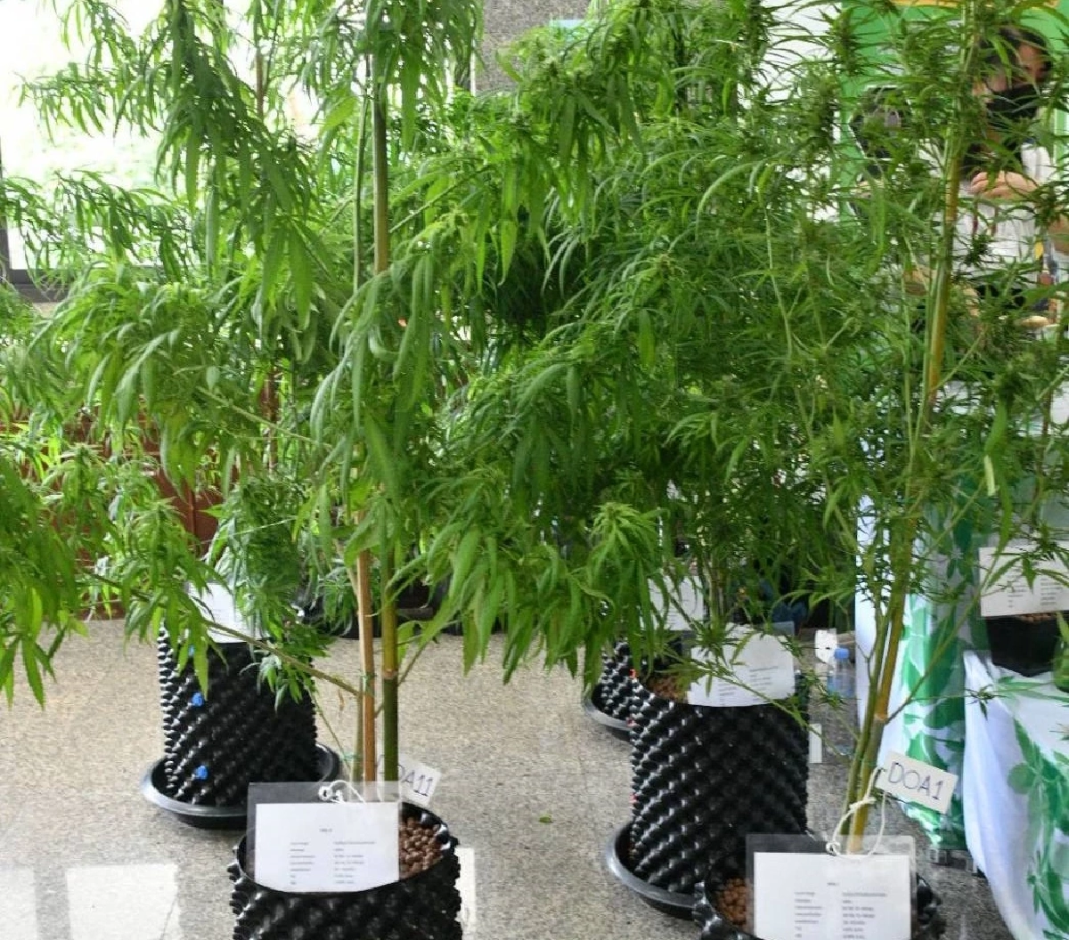 กรมวิชาการเกษตร จับมือ สธ. ยกระดับพัฒนาวิจัยพืช "กัญชา กัญชง" ในครัวเรือน