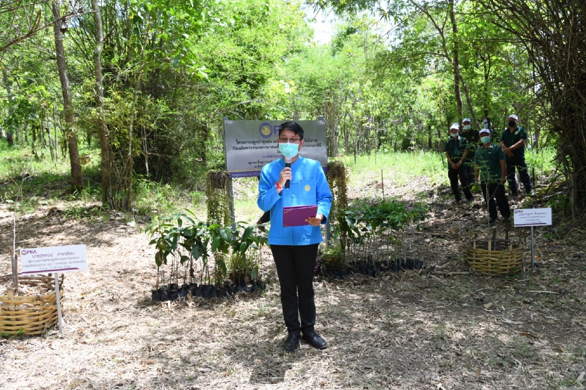 การไฟฟ้าส่วนภูมิภาค จัดกิจกรรมปลูกป่าชุมชนเฉลิมพระเกียรติ