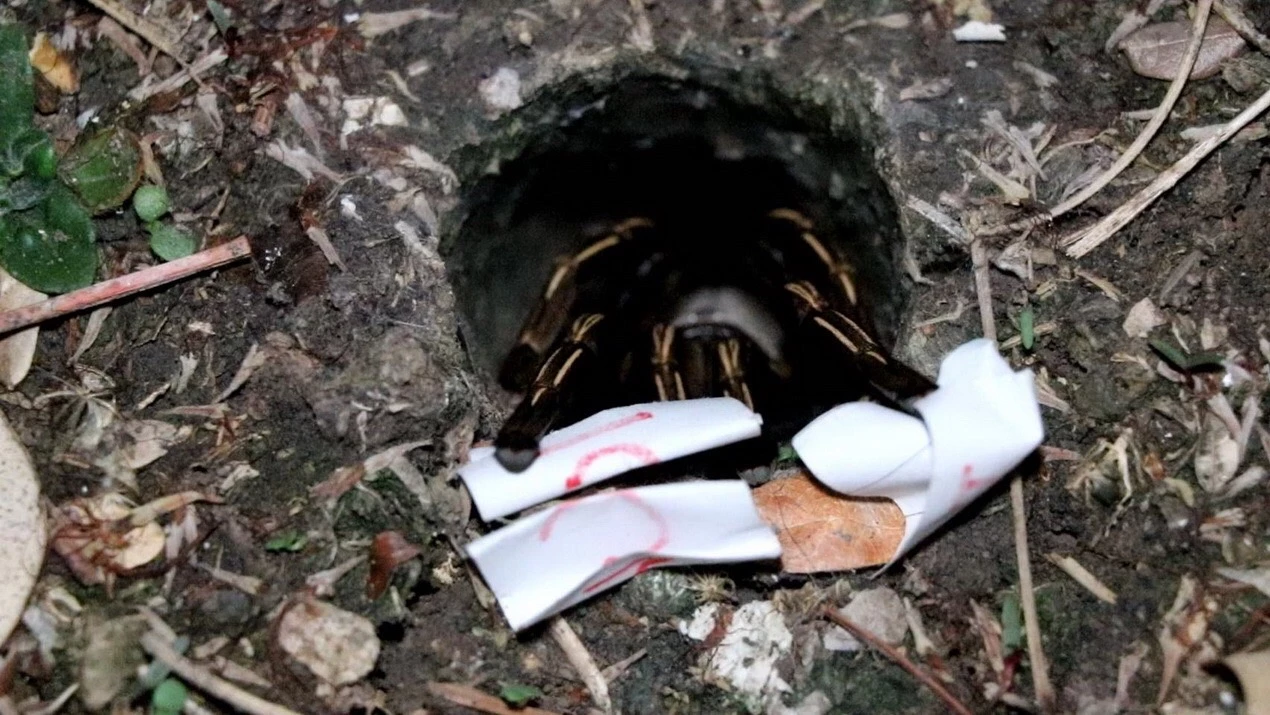 รอมาทั้งวัน มาแล้ว เลขพญาบึ้ง อ่างทอง เสี่ยงทาย 