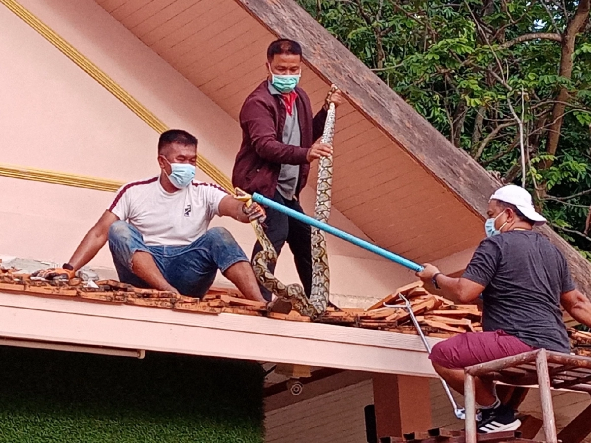 กู้ภัยต้องรื้อหลังคา จับ "งูเหลือม" ยาวกว่า 3 เมตร ซกอยู่ใต้ฝาเพดาน