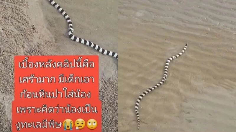 โซเชียลถกสนั่น "สาวพางูเที่ยว" สุดเศร้า โดนเด็กปาหินใส่น้อง ซ้ำทัวร์ลงเละ