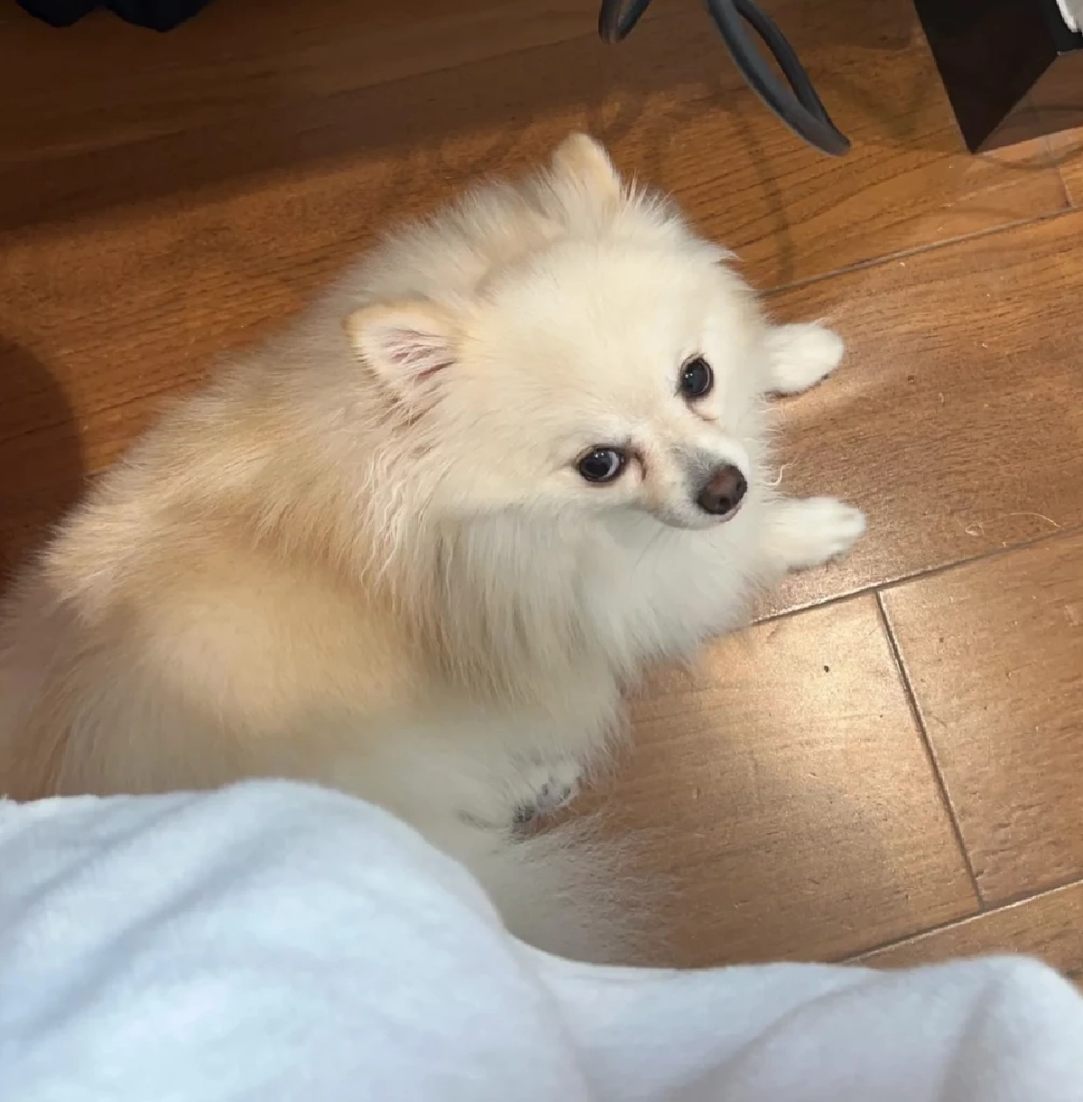 "หนิง ปณิตา" ใจหาย เมื่อน้องหมาที่เลี้ยง กัดต่างหูเพชร หวิดกลืนลงคอ