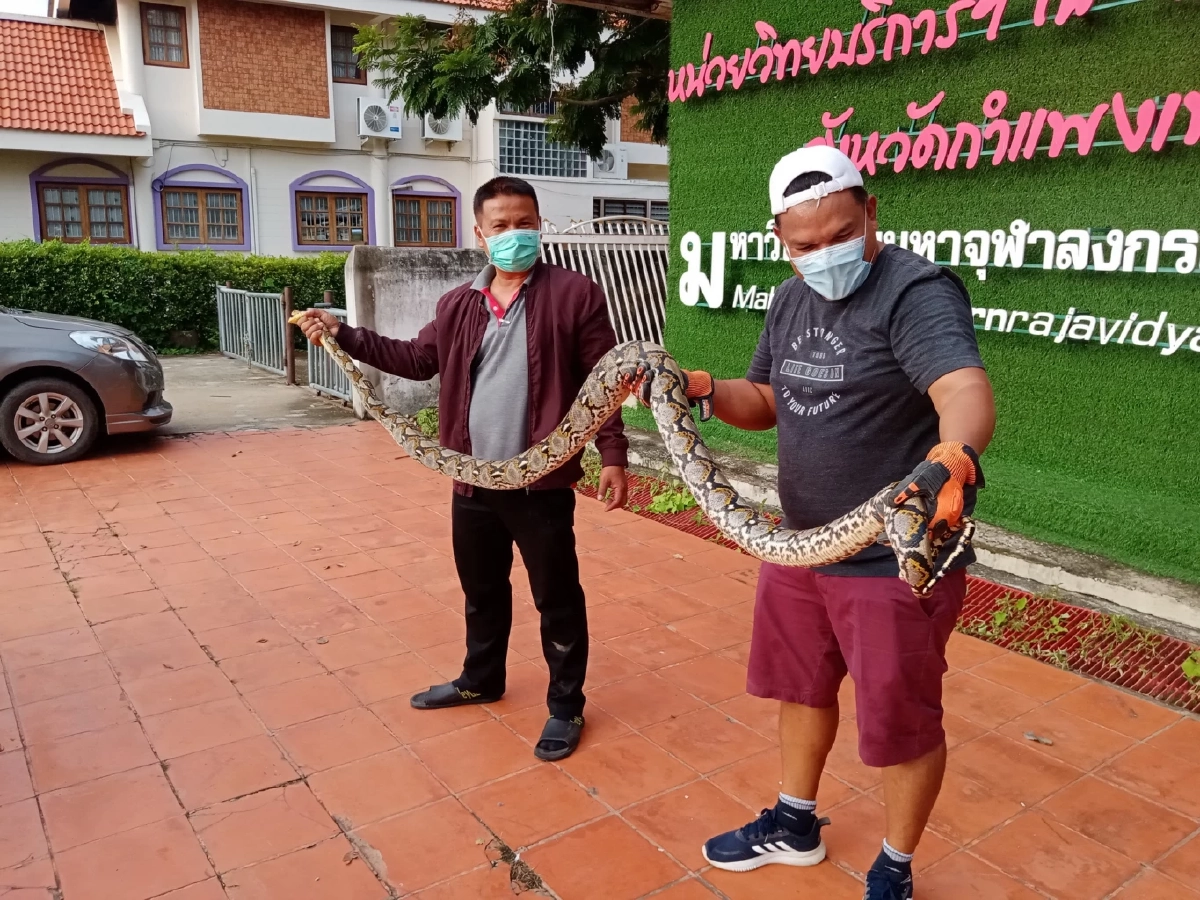 กู้ภัยต้องรื้อหลังคา จับ "งูเหลือม" ยาวกว่า 3 เมตร ซกอยู่ใต้ฝาเพดาน