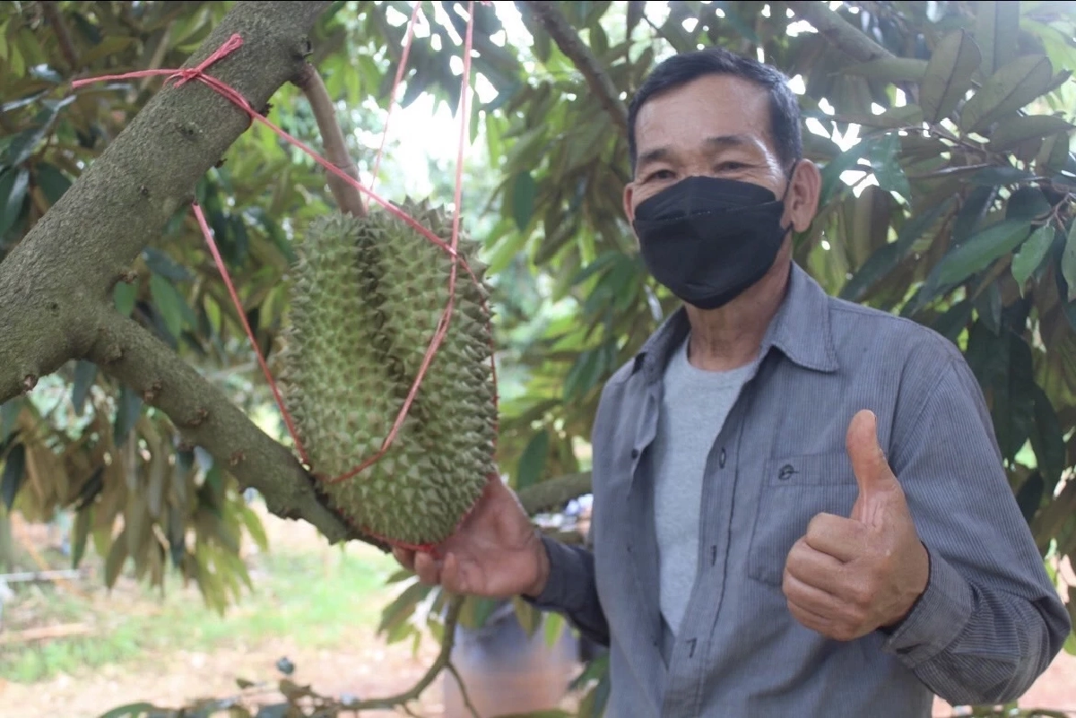 สาย "ทุเรียน" ฟินต่อ กลางเดือนมิถุนายน คิวทุเรียน อ.ครบุรี จ.นครราชสีมา 