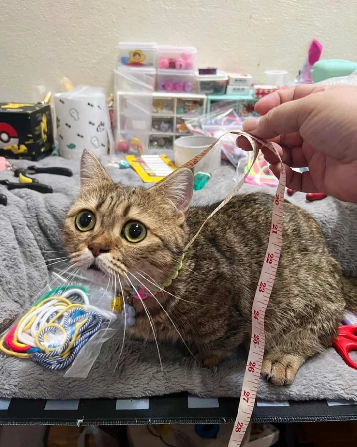 เจ้าเตี๊ยมแมวของเจ้าของร้าน