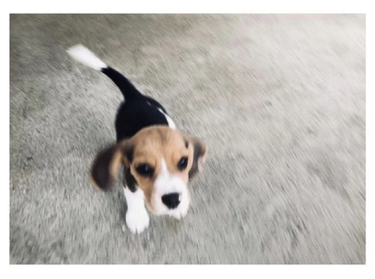 น้องหมาตัวใหม่