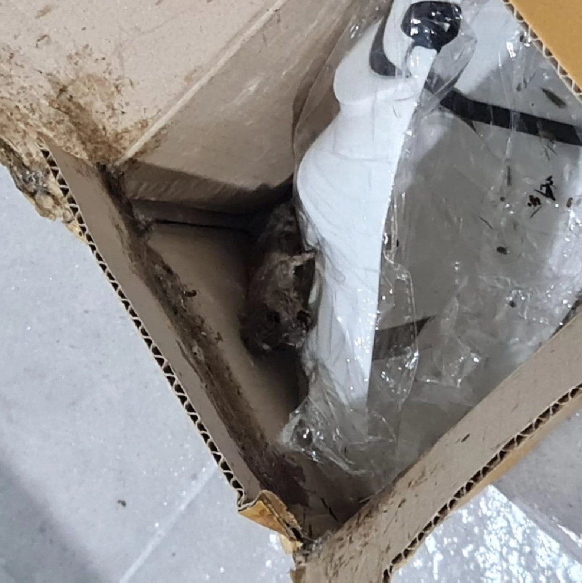 ของแถมในกล่อง