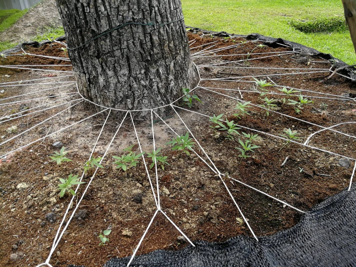อ้าว เจอแปลงปลูก "กัญชา" ใน รัฐสภา อันทรงเกียรติ "วัชระ เพชรทอง" ขอ จนท. ย้ายออก