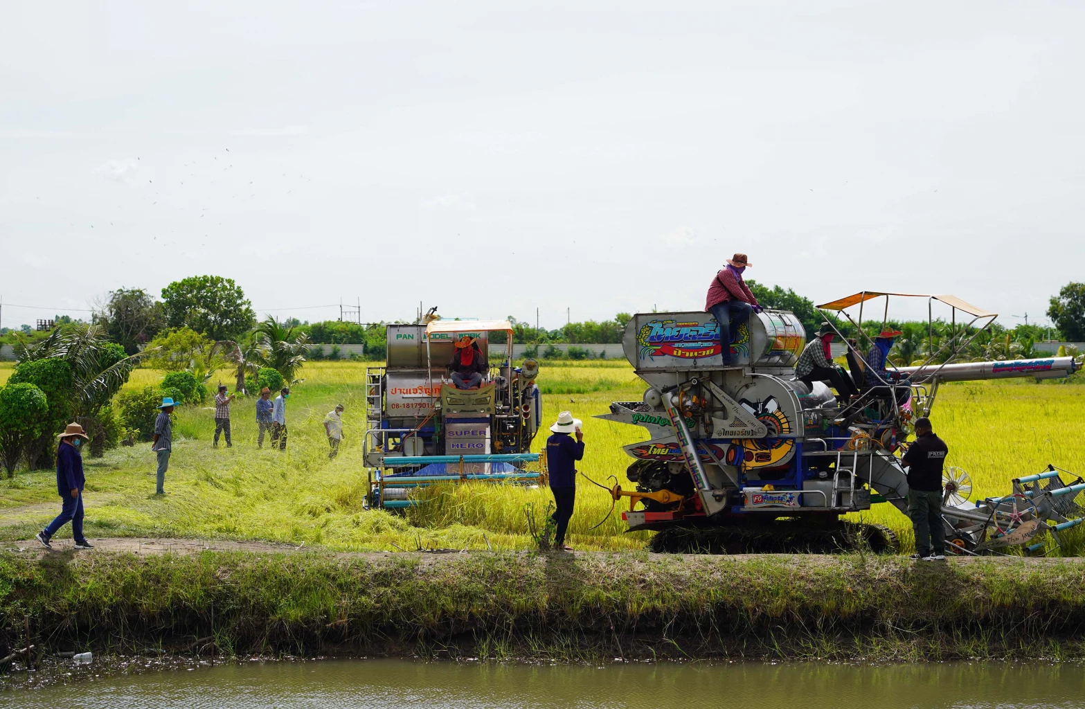 "ชัช เตาปูน" ลุยเกี่ยวข้าว ลั่นไม่เคยขาย มีไว้แจกอย่างเดียว