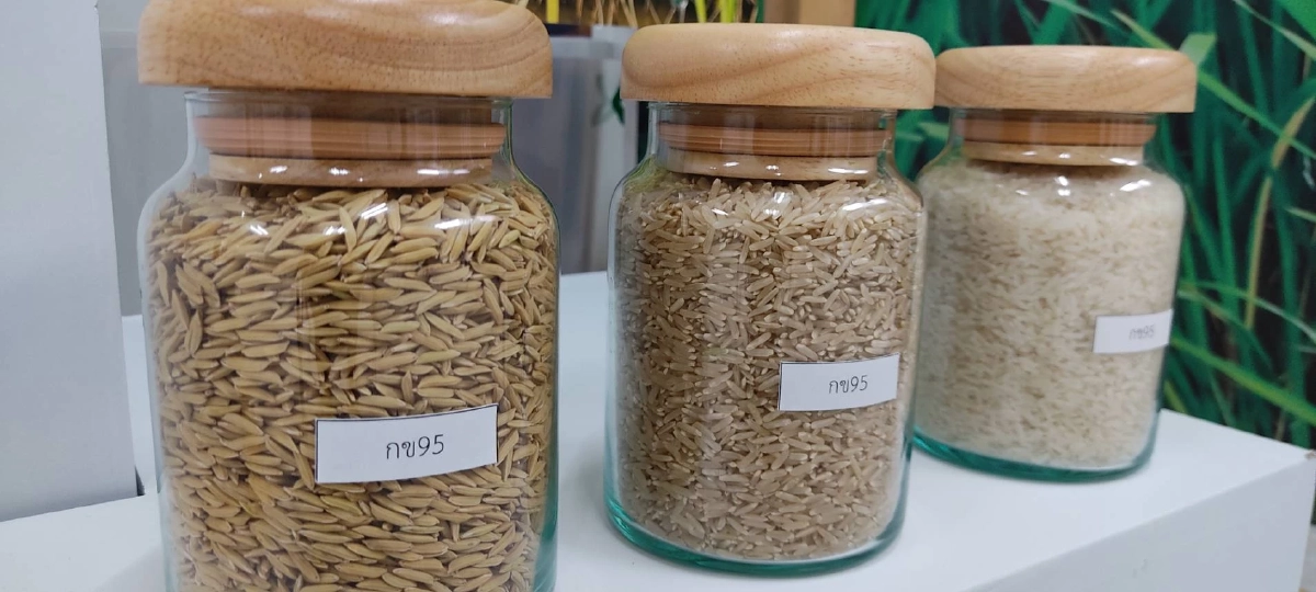  เปิดตัว "ข้าว" น้องใหม่ 4 พันธุ์ผลผลิตสูง