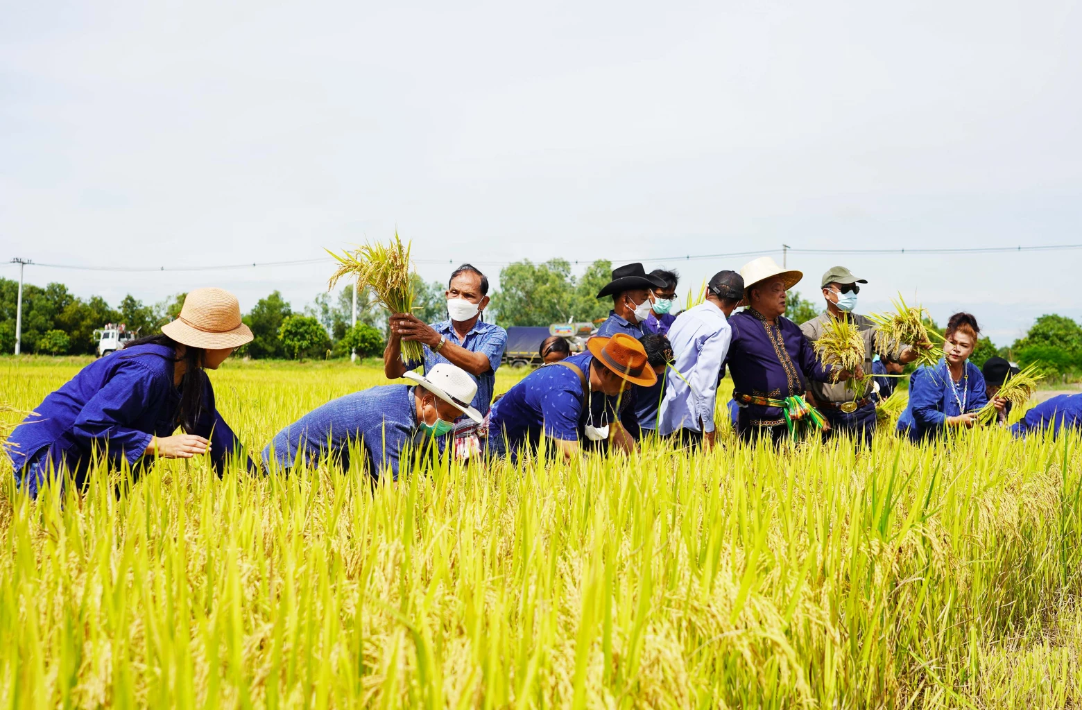 "ชัช เตาปูน" ลุยเกี่ยวข้าว ลั่นไม่เคยขาย มีไว้แจกอย่างเดียว