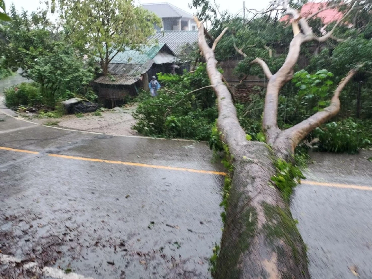 "ฝนตกหนัก" ทั้งคืน ทำ "ต้นไม้ล้มทับบ้าน" พังเกือบทั้งหลัง จนท.เร่งช่วย 