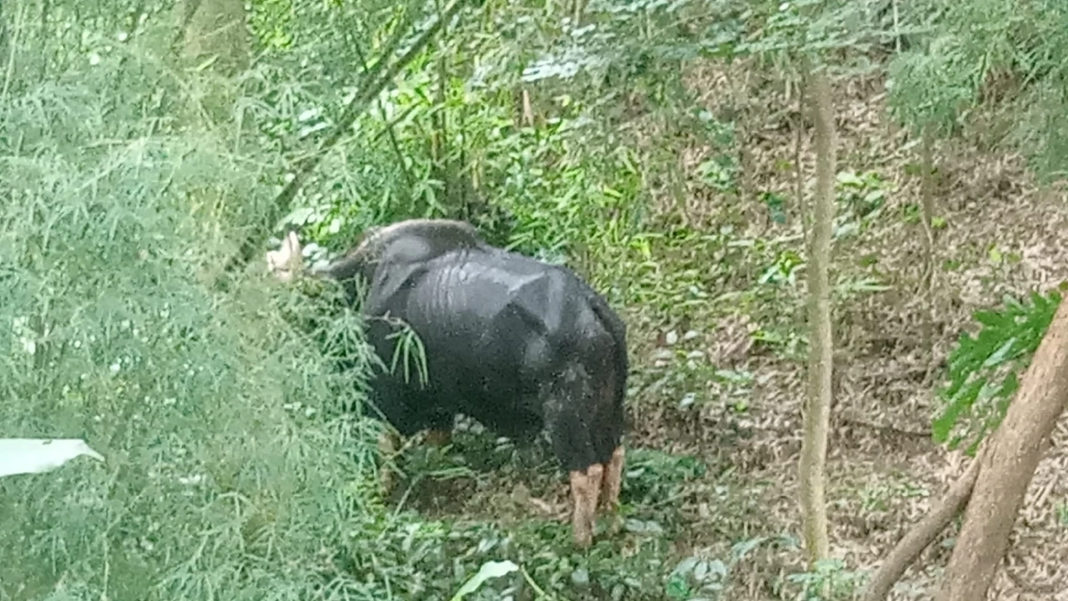 กระทิงป่า ตายปริศนา ใกล้เขตห้ามล่าสัตว์เขาแผงม้า