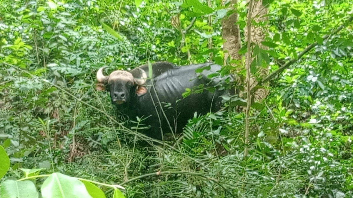 กระทิงป่า ตายปริศนา ใกล้เขตห้ามล่าสัตว์เขาแผงม้า