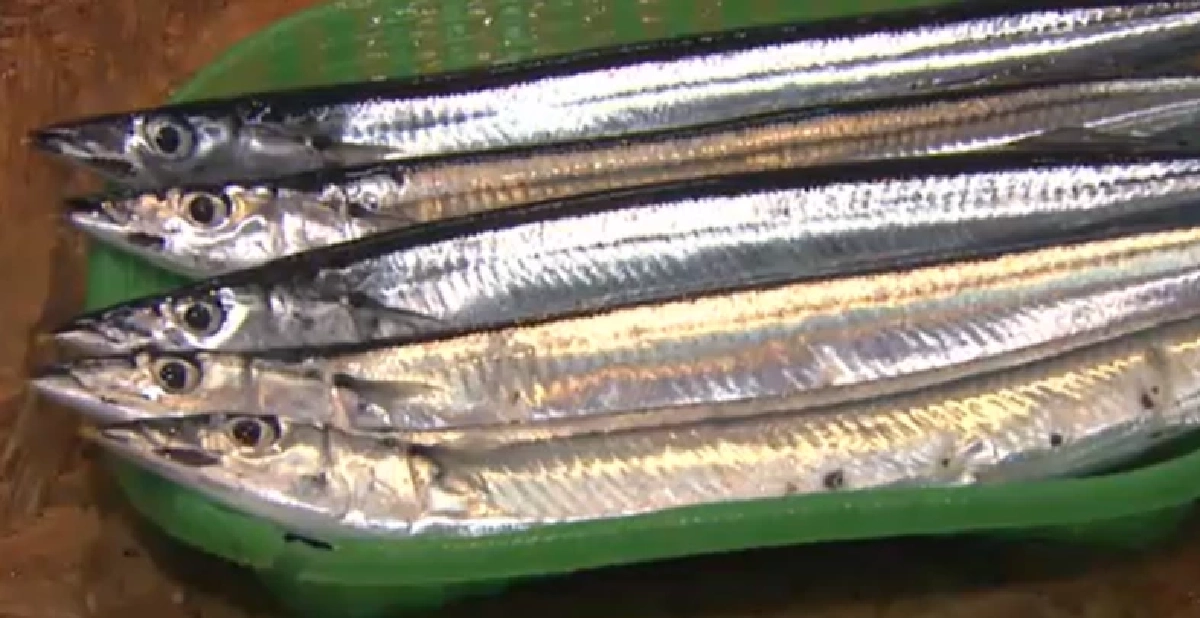 ปลาซัมมะ