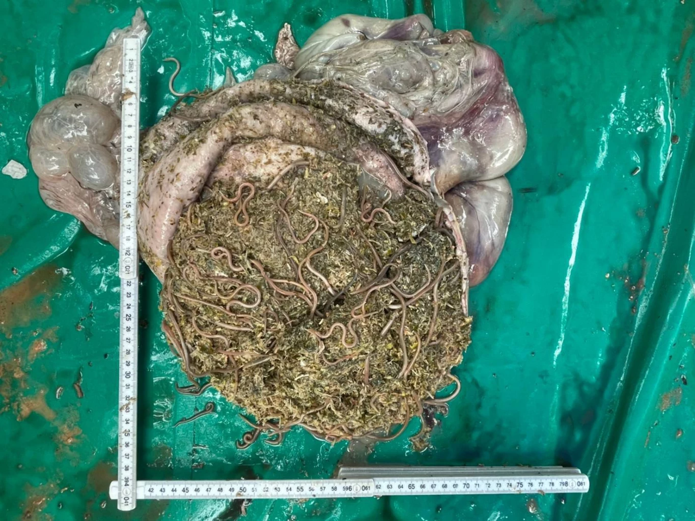 “กรมทะเลและชายฝั่ง