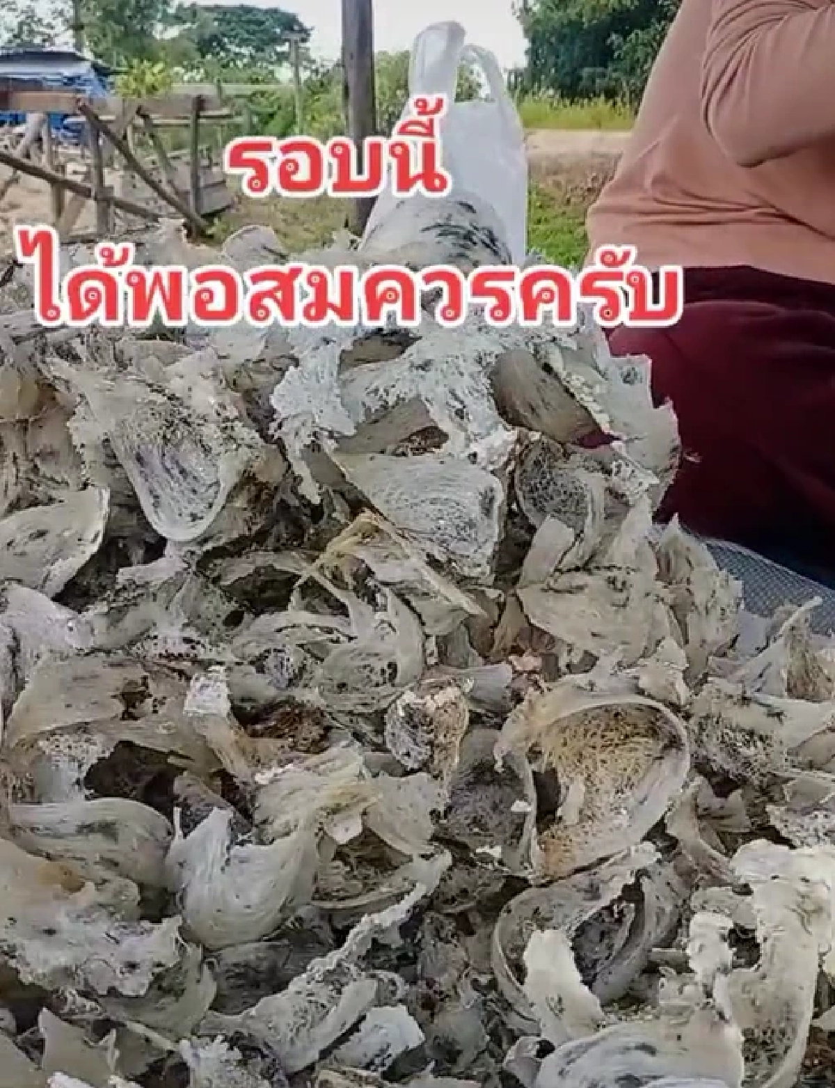 รังนกแอ่น