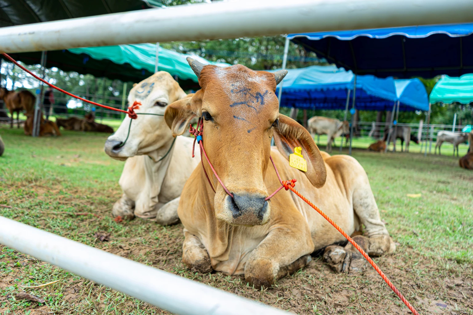 สมาคมประชาคมคนตาบอดไทย เชิญร่วมทำบุญ ไถ่ชีวิต โค-กระบือ ถวายเป็นพระราชกุศล