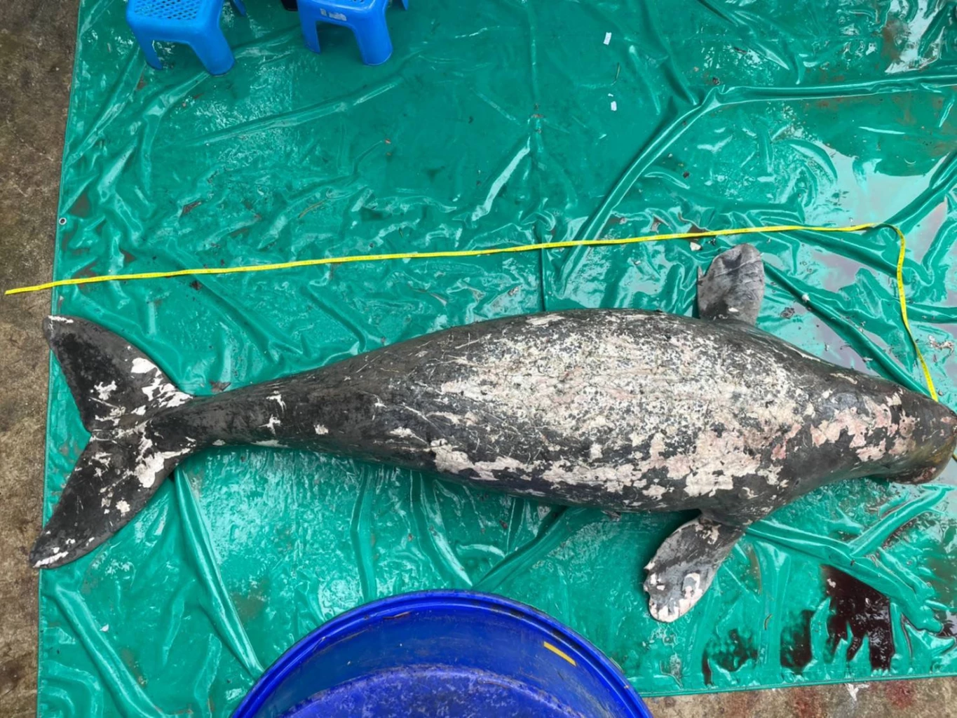 “กรมทะเลและชายฝั่ง