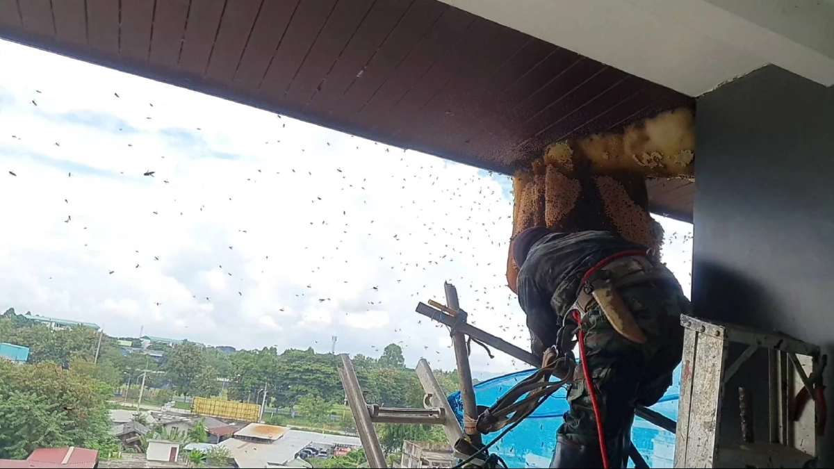 ผึ้งหลวงทำรังในโรงแรม