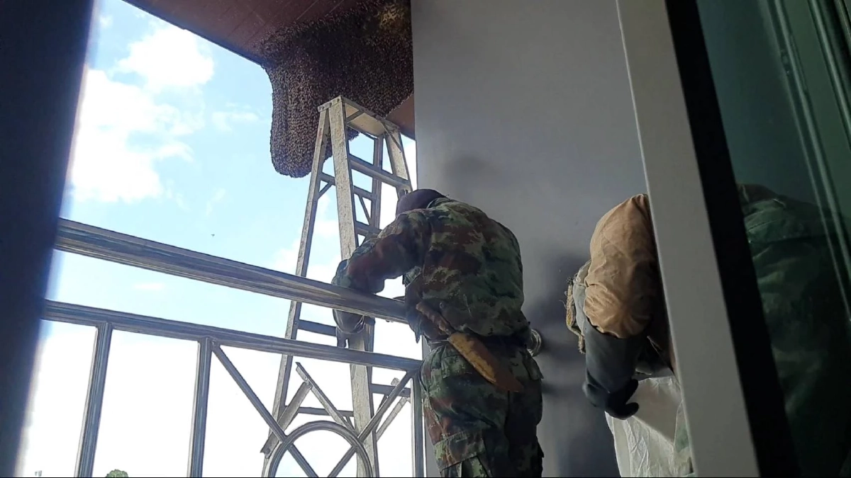 ผึ้งหลวงทำรังในโรงแรม