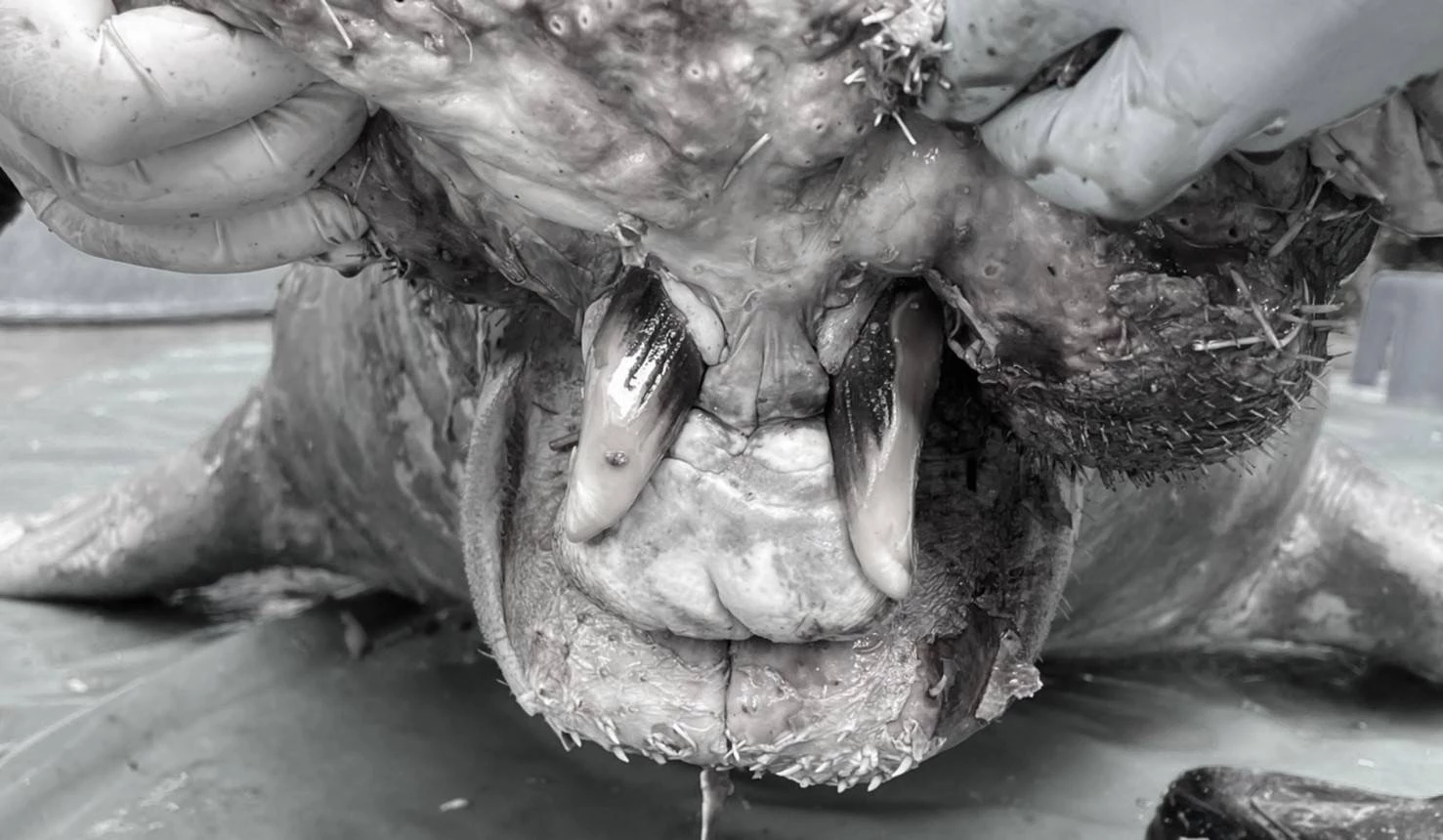 “กรมทะเลและชายฝั่ง