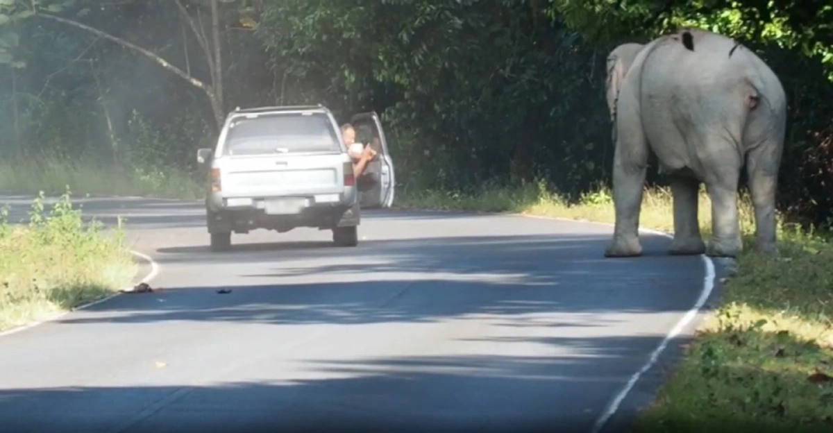 หนุ่มใหญ่จอดรถถ่ายภาพ "ช้างป่า" อ้างไปอวดลูก โดนปรับไป 5,000 บาท 