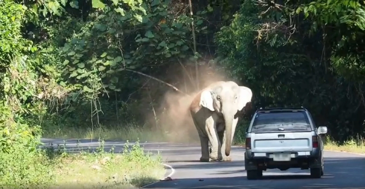 หนุ่มใหญ่จอดรถถ่ายภาพ "ช้างป่า" อ้างไปอวดลูก โดนปรับไป 5,000 บาท 