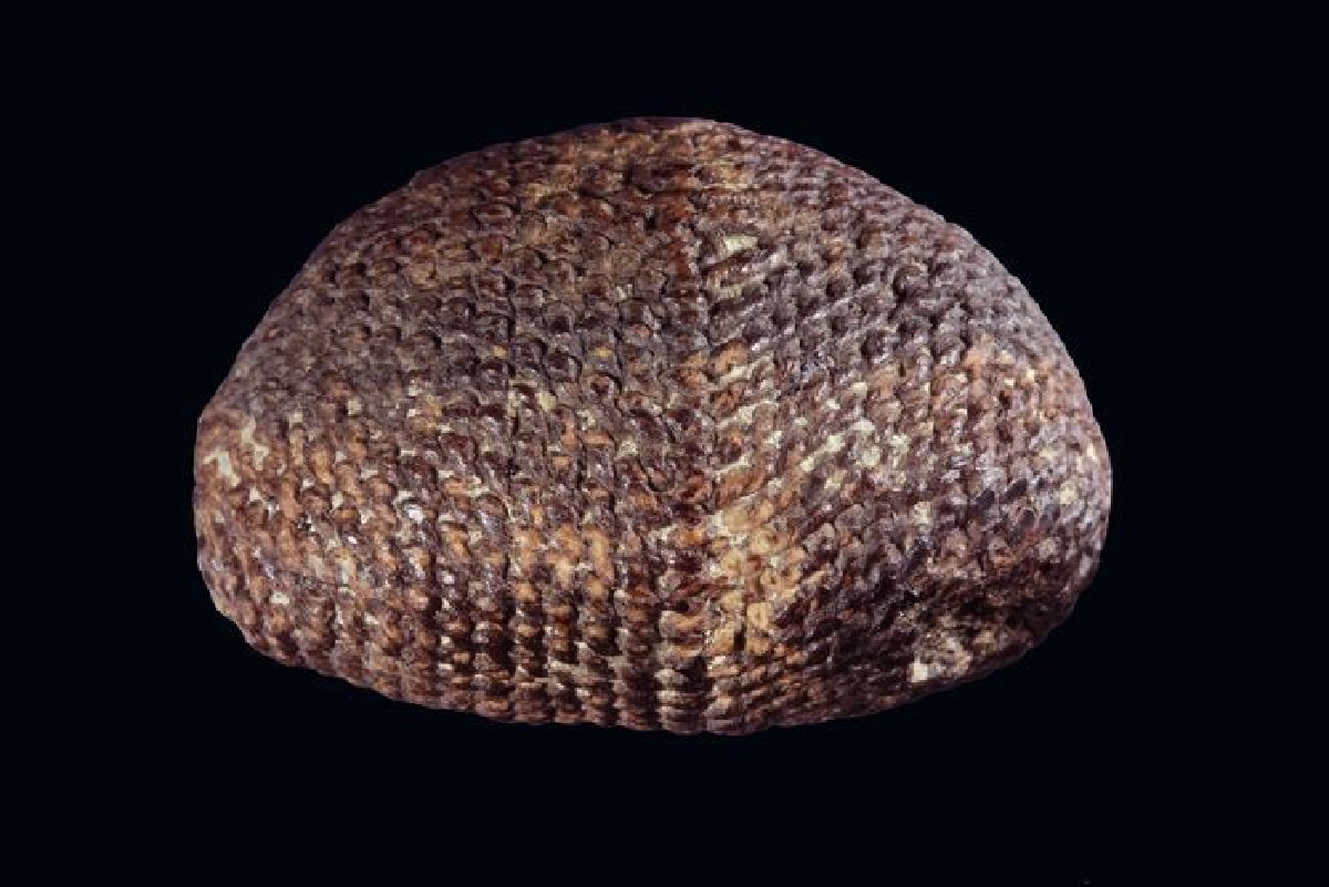 เบี้ยเเก้ หลวงปู่รอด วัดนายโรง