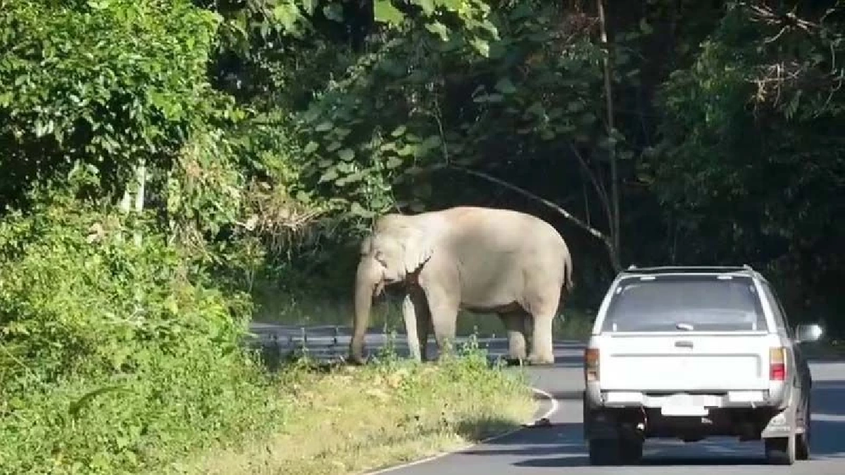 หนุ่มใหญ่จอดรถถ่ายภาพ "ช้างป่า" อ้างไปอวดลูก โดนปรับไป 5,000 บาท 