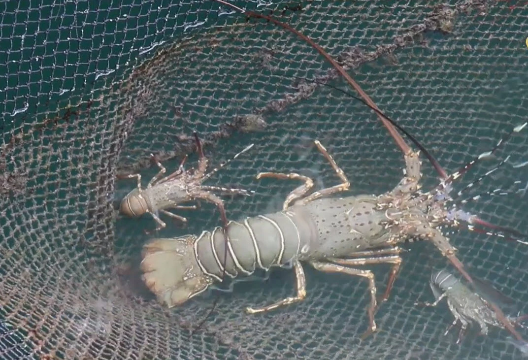 “กุ้งมังกร 7 สี” ภูเก็ต วัตถุดิบสุดพรีเมียม รังสรรค์เมนูเสิร์ฟ ผู้นำ เอเปค
