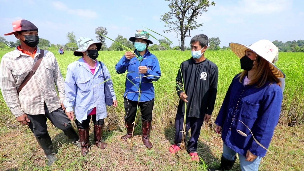 ศูนย์ข้าวชุมชนบ้านหนองลุมพุก สู่ การจำหน่ายเมล็ดพันธุ์ข้าวคุณภาพ