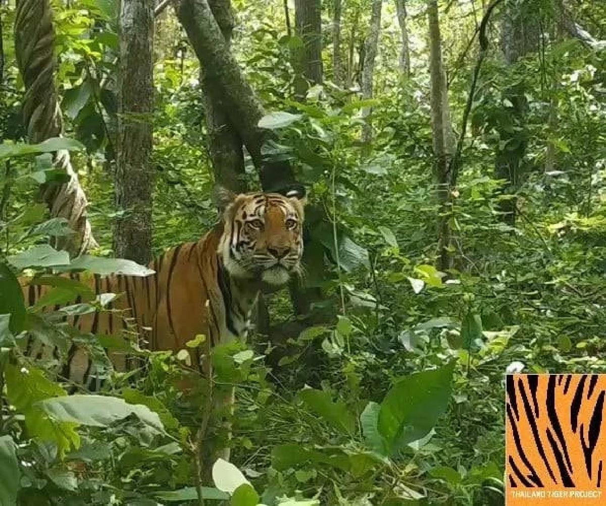 เสือโคร่งวิจิตร