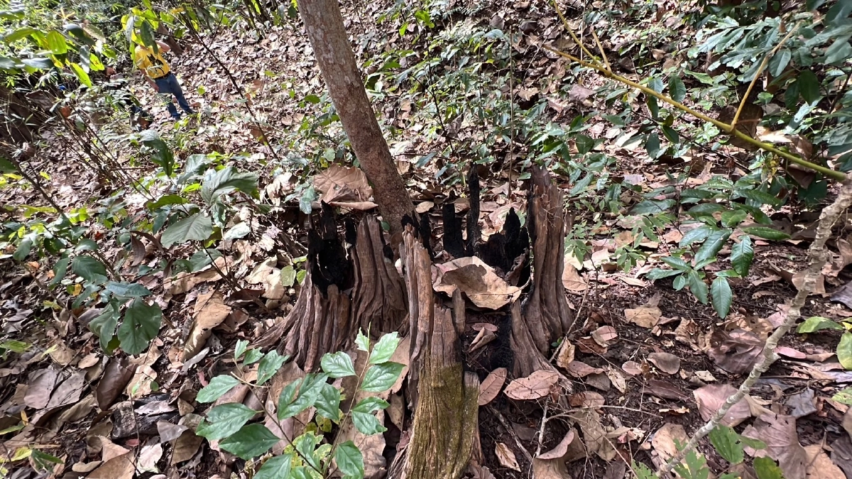 ขบวนการทุจริตลักลอบต้นไม้มีค่า-ยักยอกเงิน