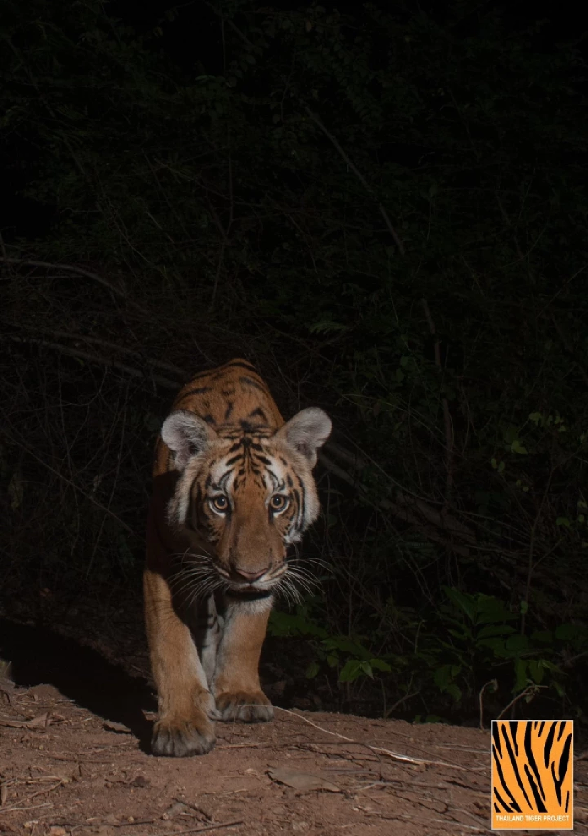 เสือโคร่งวิจิตร