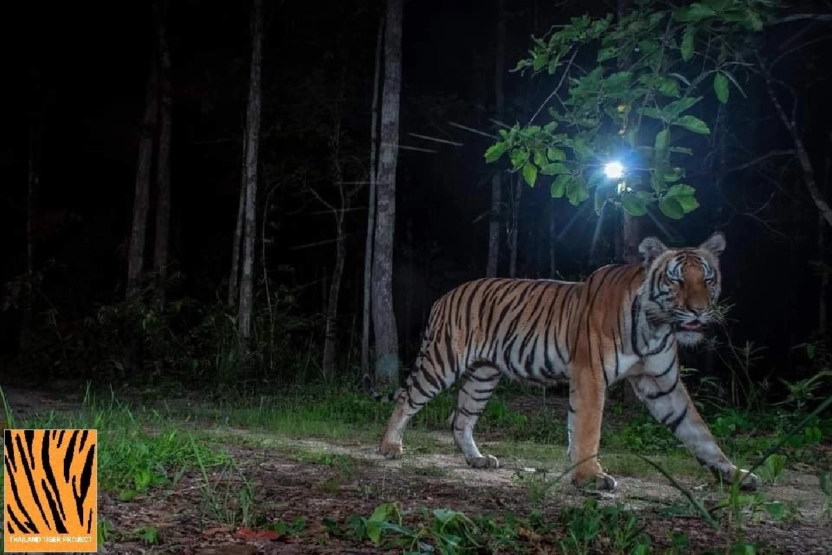เสือโคร่งวิจิตร