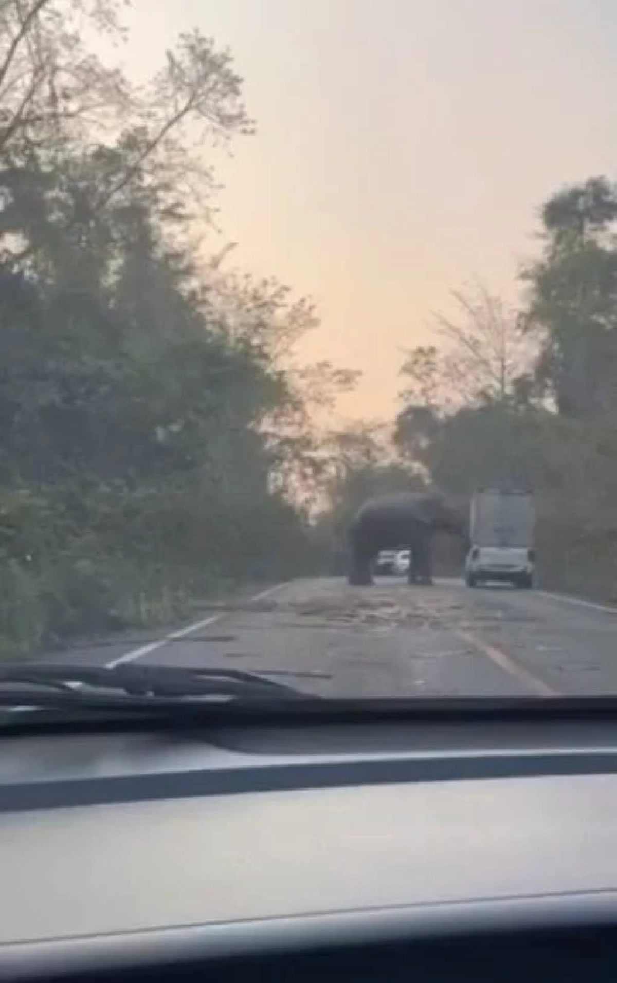 ช้างป่าเขาอ่างฤาไน ดันรถกระบะตู้ทึบตกข้างทางรีบกลับรถหนีแทบไม่ทัน