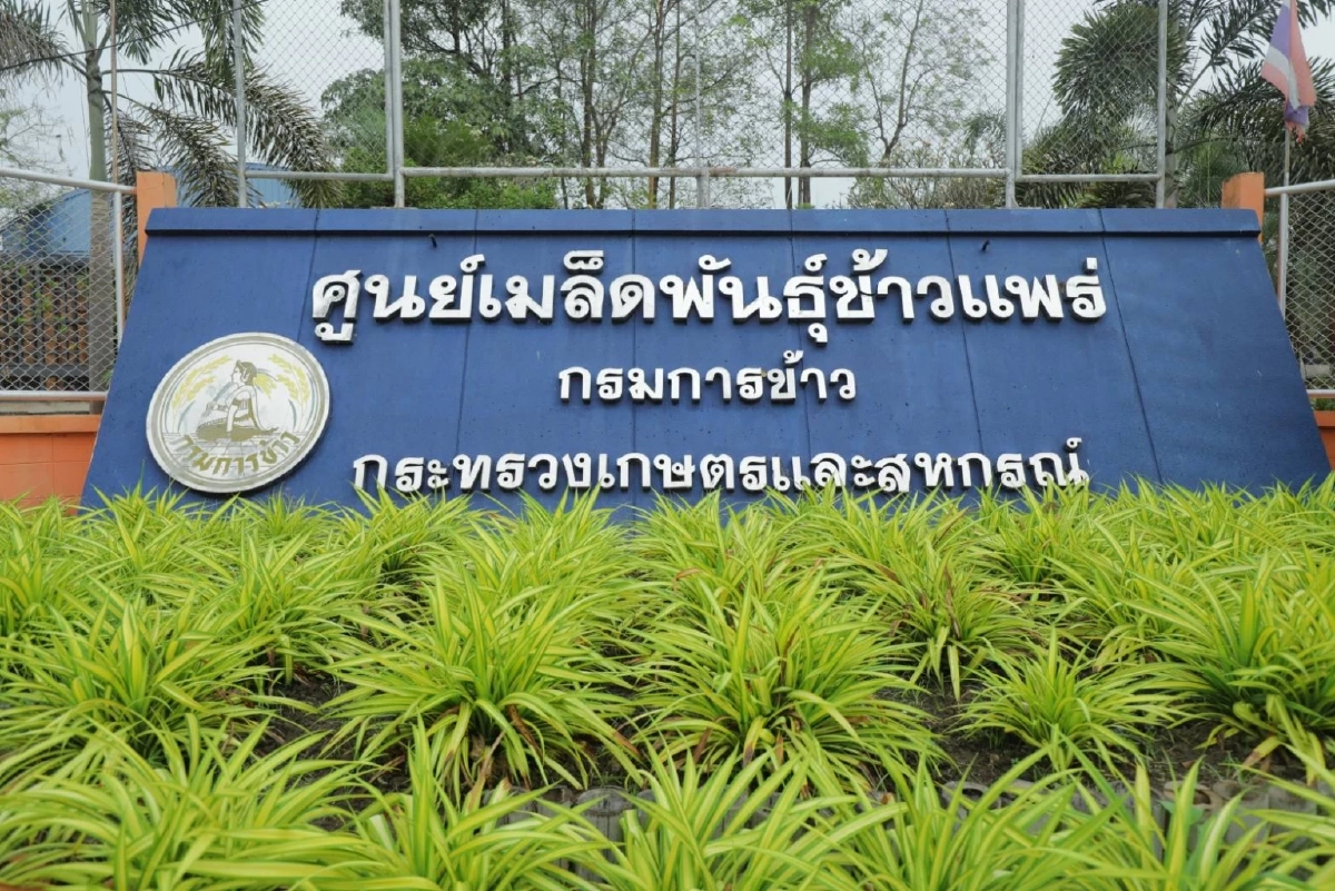 'เปลี่ยนเมล็ดพันธุ์ข้าว' ให้ชาวนาได้ใช้เมล็ดข้าวพันธุ์ดีมีคุณภาพ