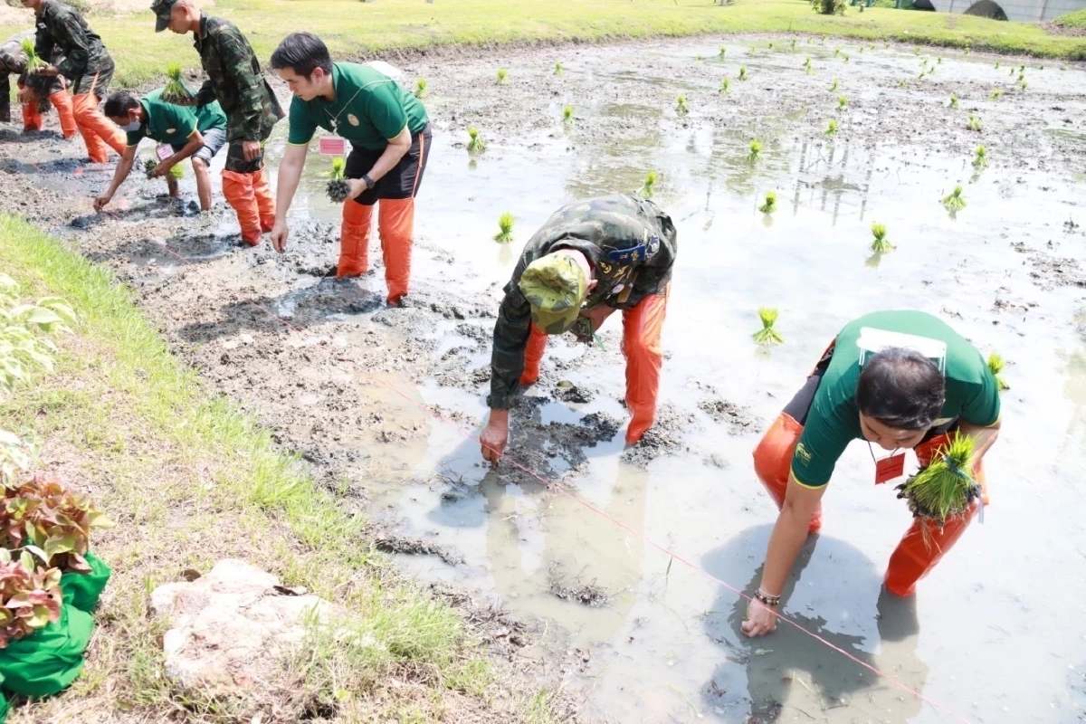 กรมการข้าว ร่วมปักดำข้าว กข91 แปลงนาข้าวพระราชทาน 