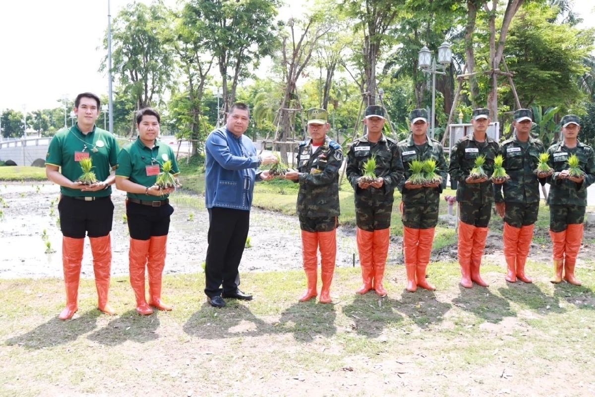 กรมการข้าว ร่วมปักดำข้าว กข91 แปลงนาข้าวพระราชทาน 