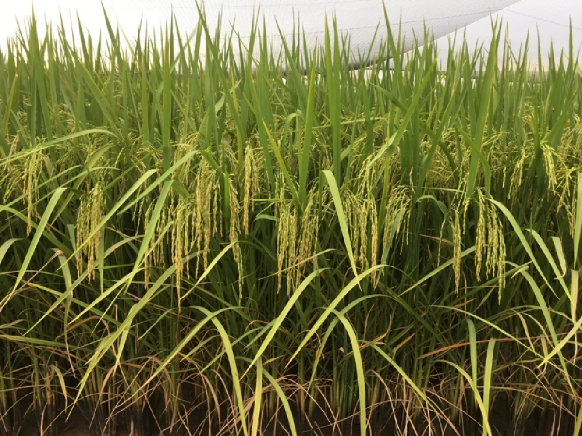 กรมการข้าว การันตี ข้าว กข85 และ กข95 เป็นข้าวดีมีคุณภาพ ให้ผลผลิตสูง