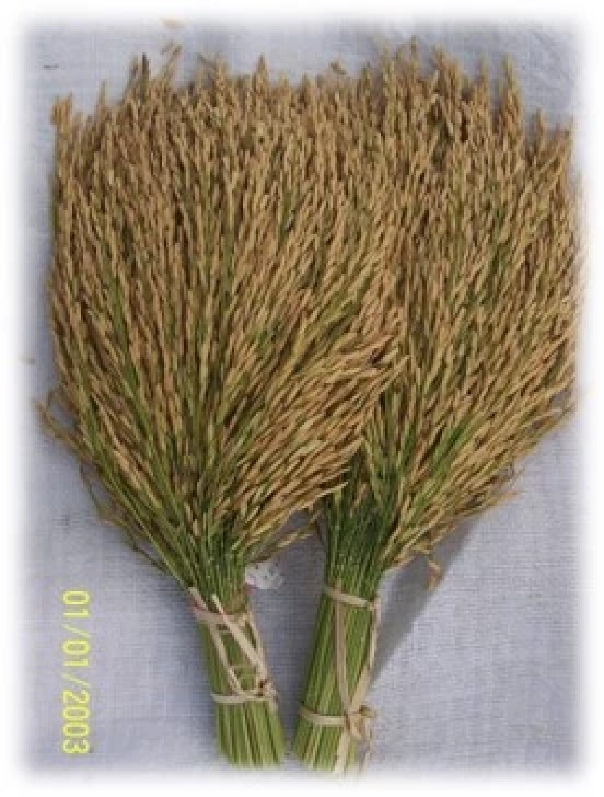 กรมการข้าว การันตี ข้าว กข85 และ กข95 เป็นข้าวดีมีคุณภาพ ให้ผลผลิตสูง