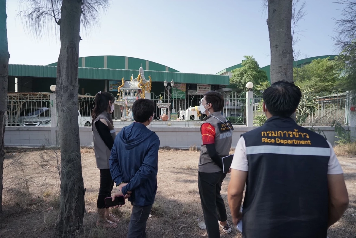 กรมการข้าว การันตี ข้าว กข85 และ กข95 เป็นข้าวดีมีคุณภาพ ให้ผลผลิตสูง